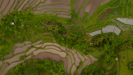 Vista-Aérea-De-Arriba-Hacia-Abajo-De-Los-Campos-De-Arroz-Con-Agua-En-El-Campo-Asiático-Rural.-Vista-Aérea-Giratoria-De-Terrazas-De-Granja-En-Exuberantes-Campos-Verdes-En-Bali