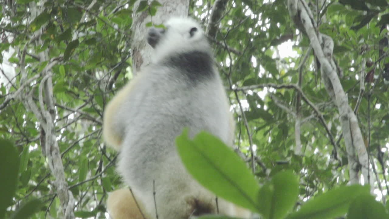 sifaka diademada se alimenta de hojas en la selva acurrucada a un árbol