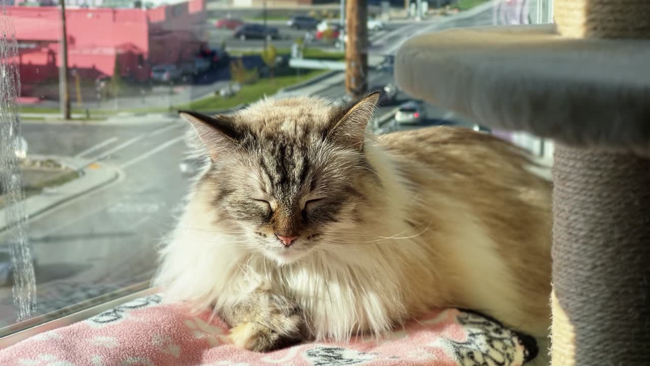 disparo medio de una linda hembra adulta ragdoll gato de pelo largo gris descansando en una manta rosada y tomando el sol en el alféizar de la ventana de un apartamento durante un cálido día de verano