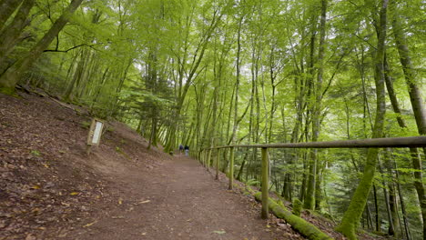 Forest Path with People