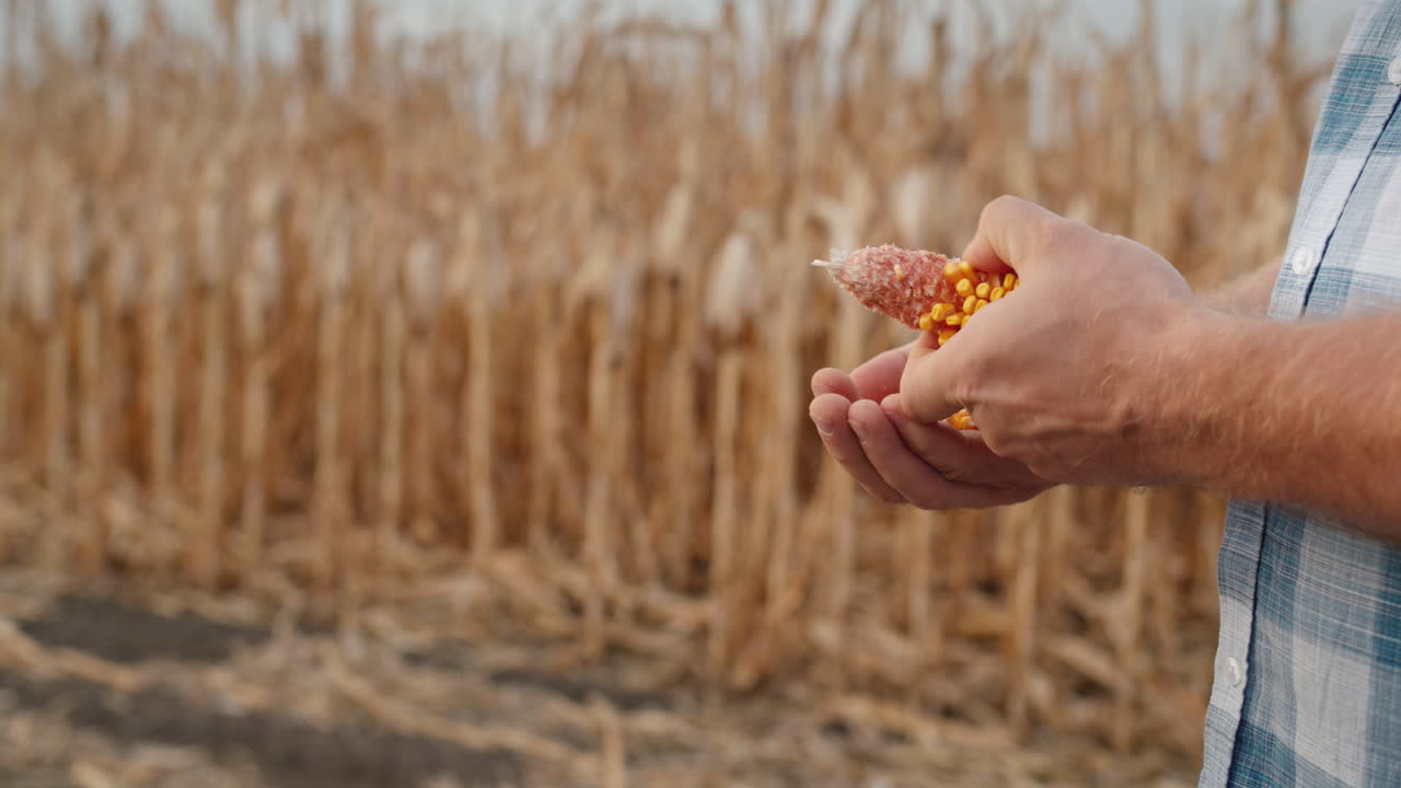 las manos del granjero examinan cuidadosamente la mazorca de maíz