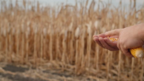 Farmer's-hands-carefully-examines-cob-of-corn