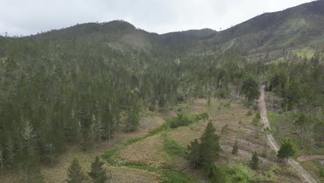 Sparse-vegetation-on-Valle-Nuevo-mountains,-Constanza-in-Dominican-Republic