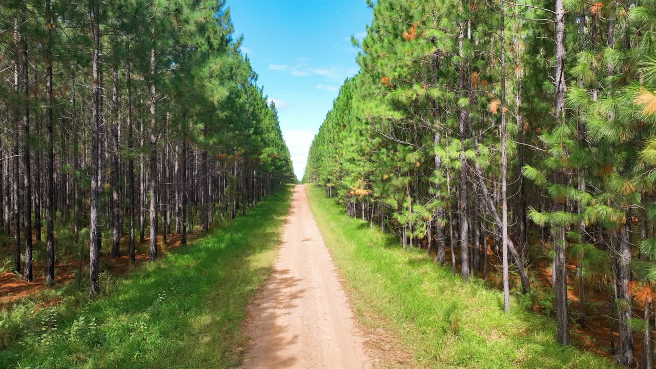 Slow motion flight down straight pine plantation forest road infinity view Wallu