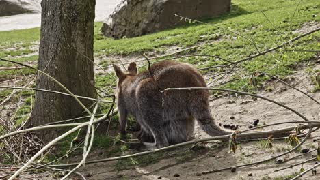 Rückseite-Des-Östlichen-Grauen-Riesenkängurus,-Der-Sich-Von-Holz-Auf-Dem-Boden-Ernährt