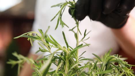 chef preparing rosemary herbs