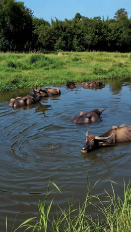 water buffalo relaxing in a pond