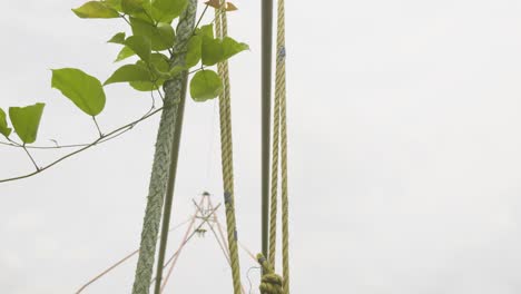 A-rope-used-for-pulling-nets-,-Method-of-fishing-,Top-down-paning-shot