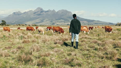 Caminando,-Ganado-Y-Hombre-En-La-Granja-Con-Vacas.