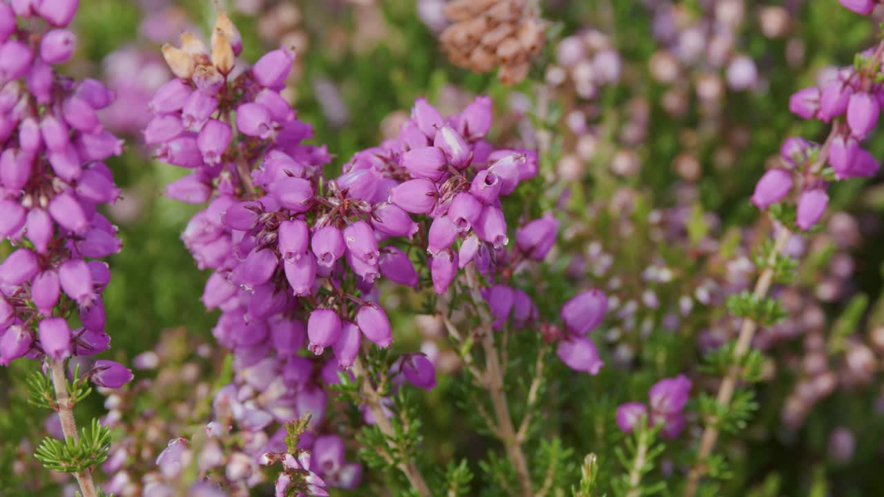 Vivid purple wildflowers gently move in the wind, captured in a close-up shot with a soft, natural background and shallow depth of field