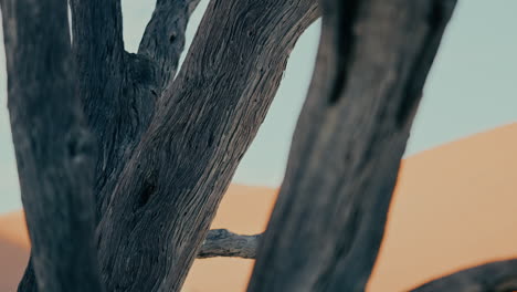 close-up of a desert tree trunk