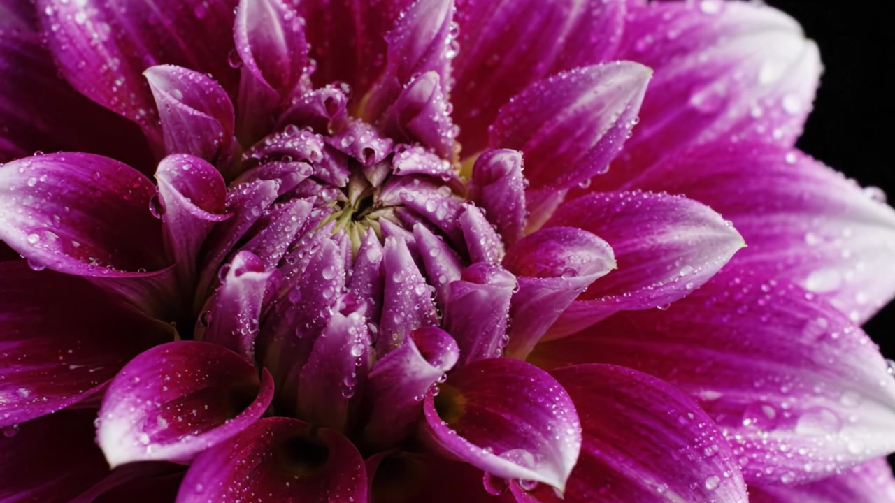Incantevoli fioriture di dalie rosa con gocce di rugiada: un'esplorazione ravvicinata della bellezza della natura catturata con dettagli mozzafiato e colori vivaci.