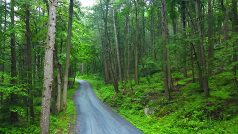 drone video footage of a remote pine forest road in the appalachian mountains