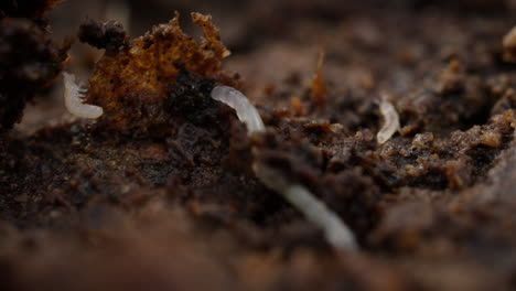 Foraging-Long-Bodied-Springtail.-Close-up,-Macro-Shot