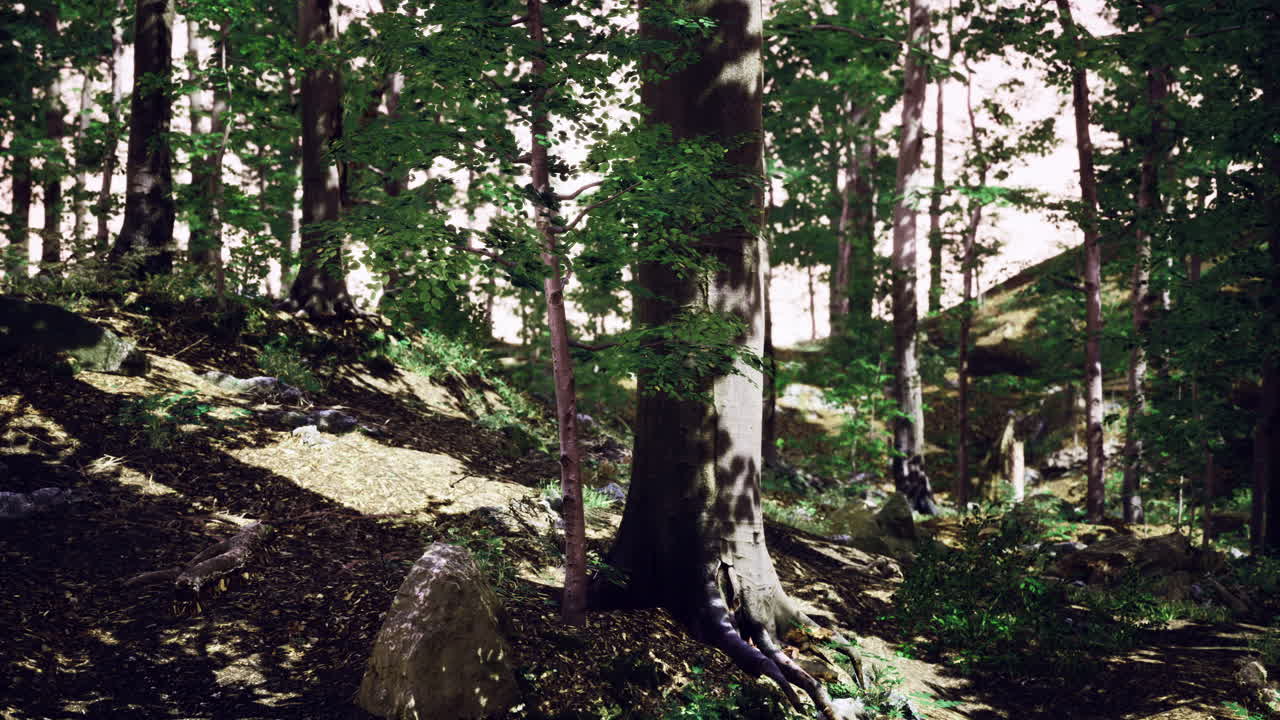 Sunlight filters through trees in a serene forest landscape in nature