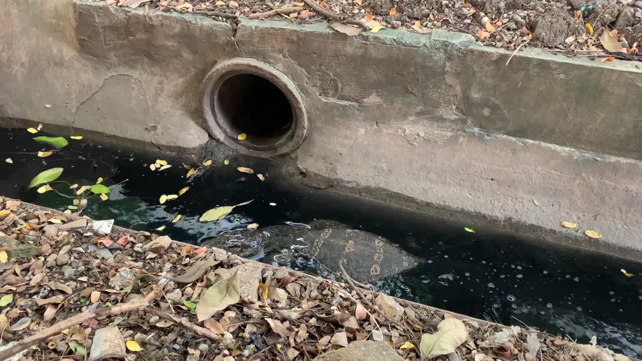 Monitor Lizard Searching For Food And Crawls On The Dirty Water Of Canal At Bangkok, Thailand