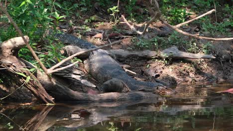 beber un poco de agua de un arroyo durante un día muy caluroso en la selva tropical