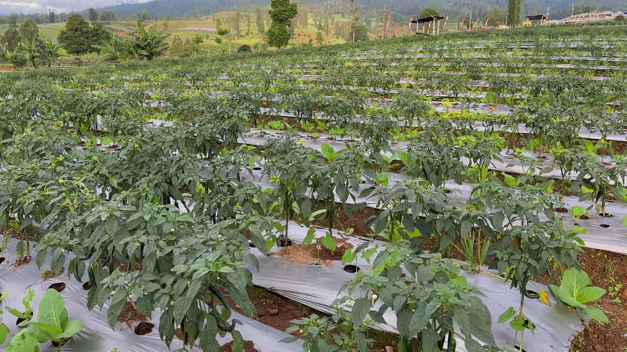 Row of green chili plantation. Traditional Indonesia plantation.