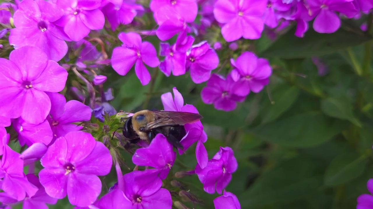 Snekkerbie som pollinerer rosa hybridfloksblomster i et naturlig hagehabitat