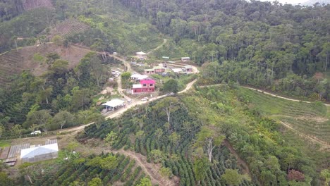 Kaffeeplantage-Im-Bolivianischen-Bergdschungel