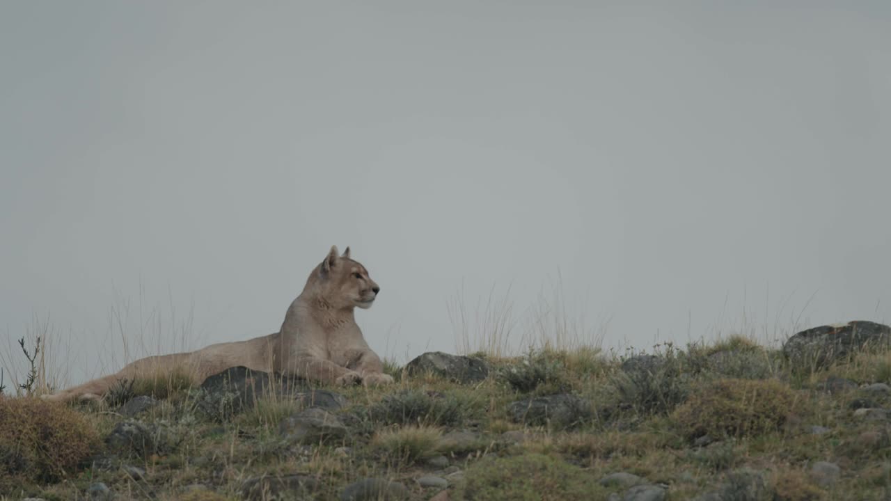 Puma mirando a lo lejos