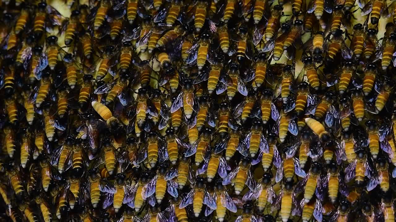 se sabe que las abejas melíferas gigantes construyen grandes colonias de nidos con bolsillos simétricos hechos de cera para almacenar miel como fuente de alimento.