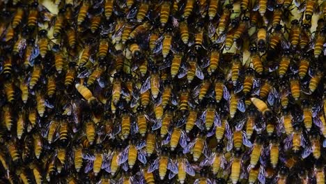 Se-Sabe-Que-Las-Abejas-Melíferas-Gigantes-Construyen-Grandes-Colonias-De-Nidos-Con-Bolsillos-Simétricos-Hechos-De-Cera-Para-Almacenar-Miel-Como-Fuente-De-Alimento.