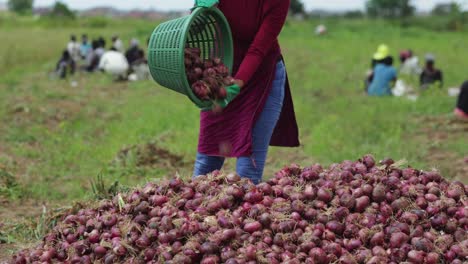 female farmer pours freshly harvested onions from basket unto onion heap