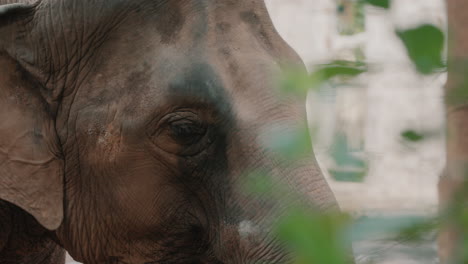 closeup of asian elephant's eye and wrinkled face