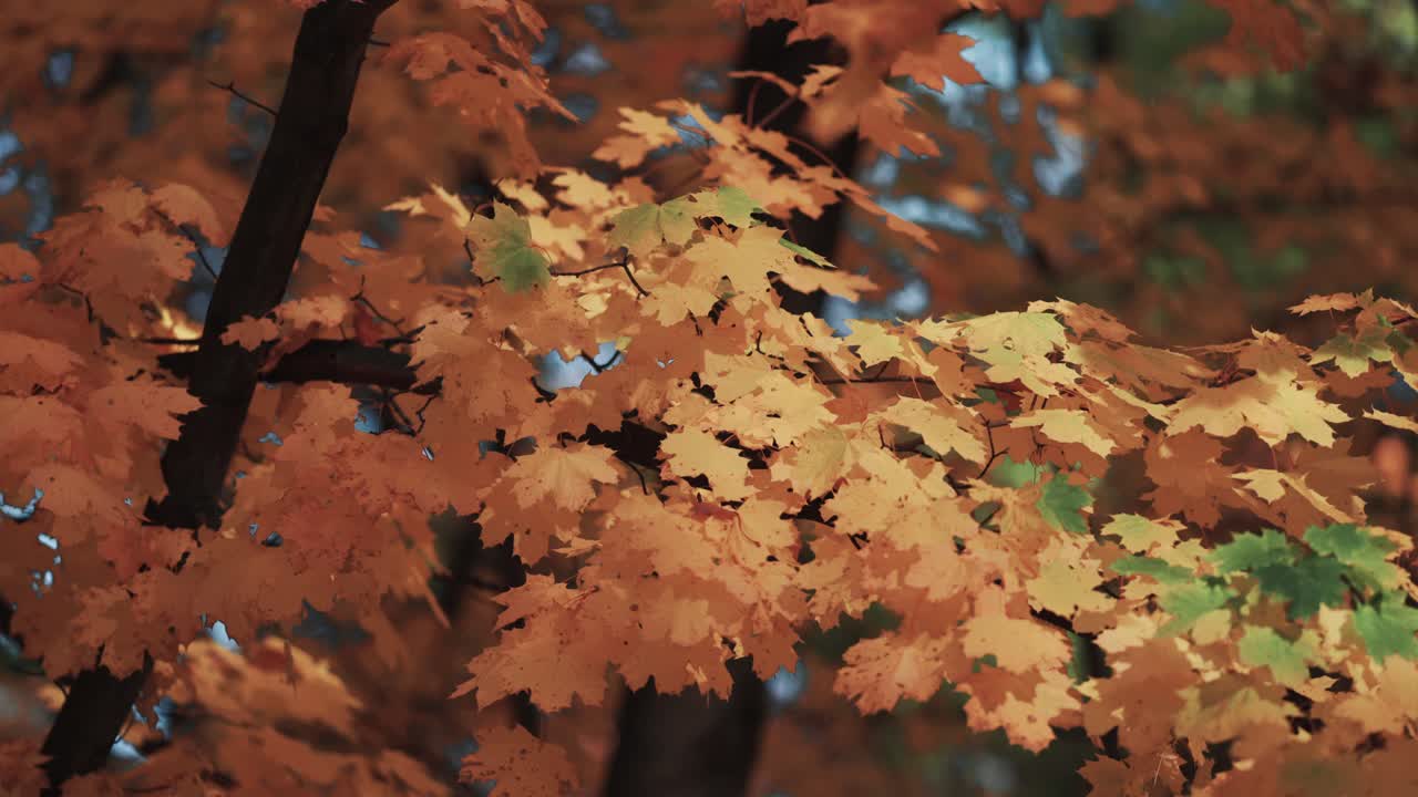 A close-up video of the colorful autumn maple leaves on the blurry background