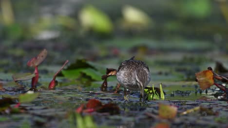 wood sandpiper feeding on floating leaf