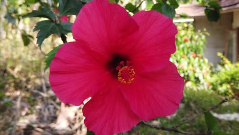 Wunderschöne-Aufnahme-Von-Hibiskusblüten-In-Kerala,-Indien