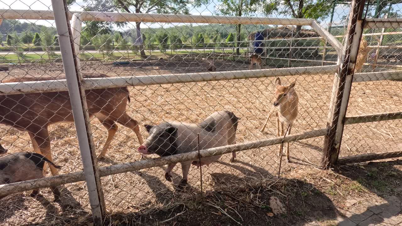 ciervos y cerdos comiendo juntos en una granja