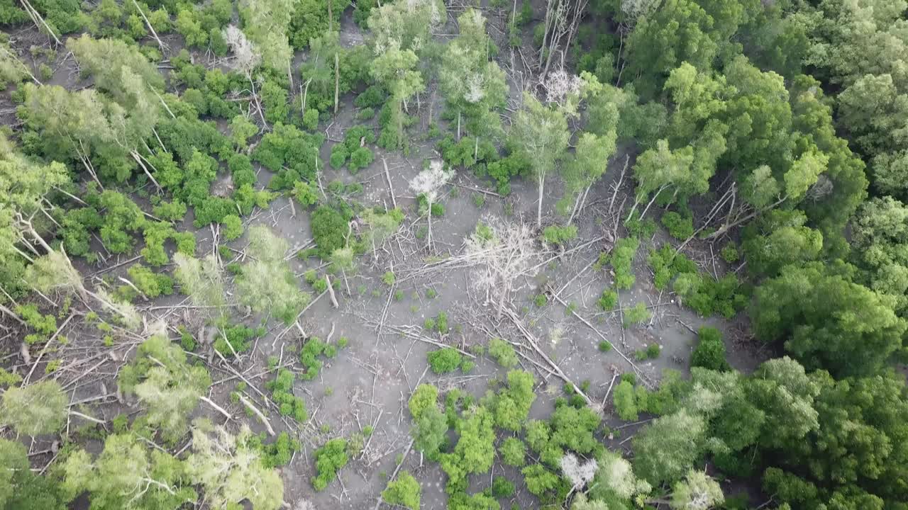 말레이시아 페 ⁇ 의 바투 카완에서 망그로브 나무가 쓰러진 모습.