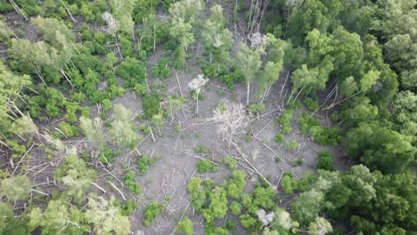 vista aérea de un árbol de mangle cayendo en batu kwang, penang, malasia.