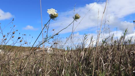 Queen-Anns-lace-and-sky