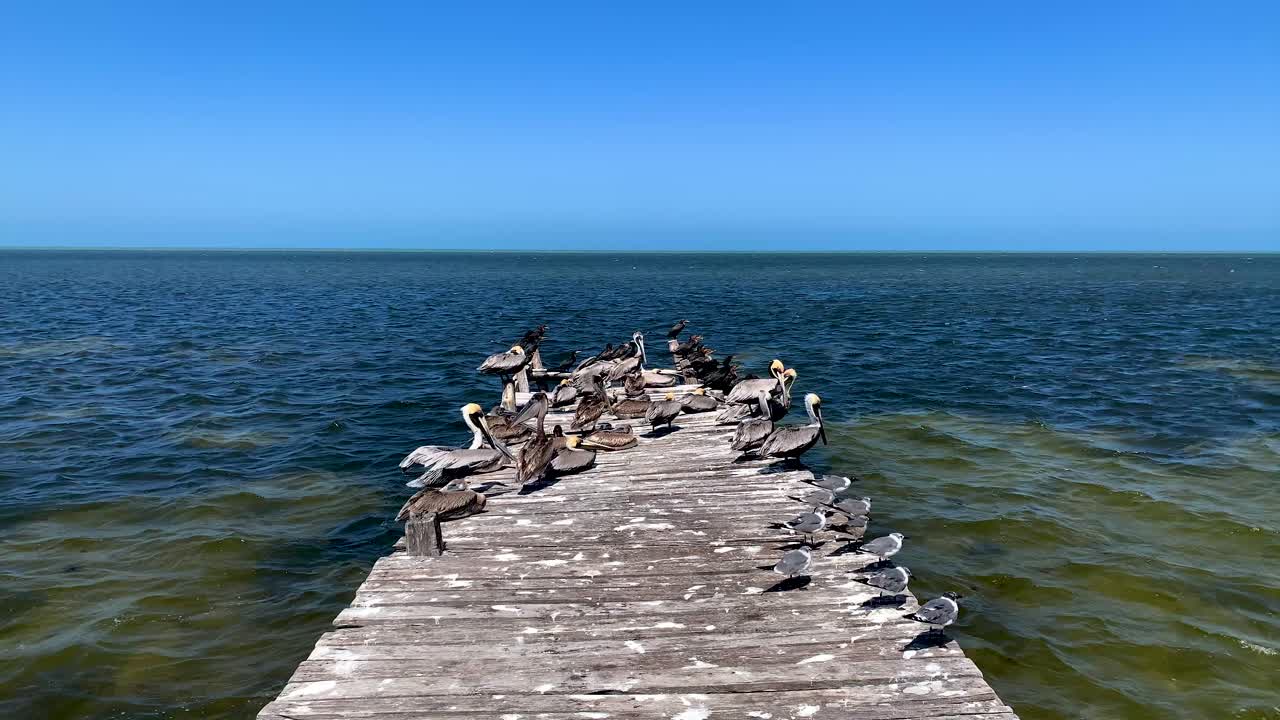 Seagulls and pelicans looking for food in Yucatan