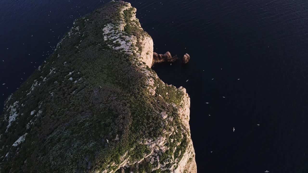 vista de pájaro de una roca con una bandada de gaviotas en la noche