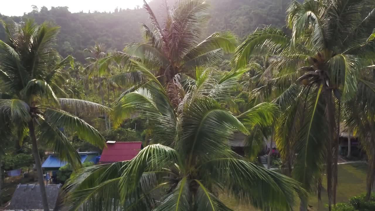 Tropical Landscape with Palm Trees