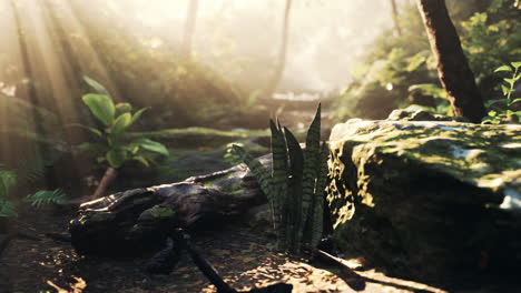 camino tranquilo de la jungla al amanecer