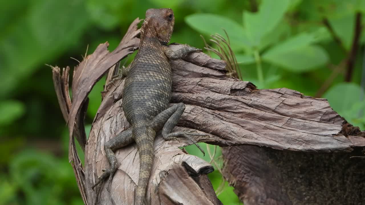 어딘가의 도마뱀 uhd mp4 4k