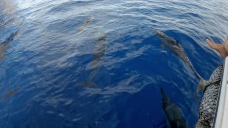Schote-Von-Delfinen,-Die-Vor-Dem-Bug-Des-Bootes-Schwimmen,-Das-Im-Blauen-Meer-Segelt
