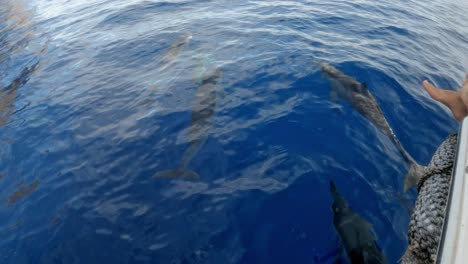 grupo de delfines nadando frente a la proa del barco navegando en el mar azul