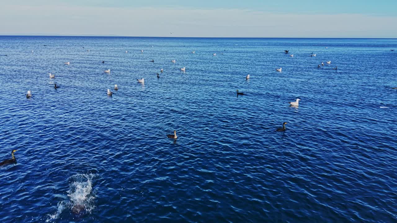 Birds swimming in the clear blue waters of the coastal area
