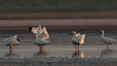 Ein-Schwarm-Coscoroba-Schwäne-In-Der-Wildnis