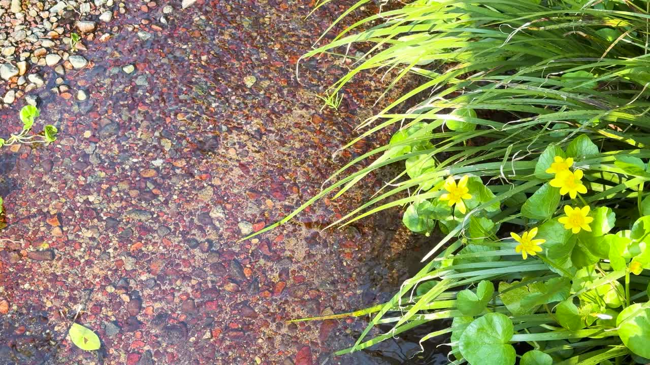 Inquadratura statica dall'alto di acqua limpida che scorre su ciottoli colorati accanto a fiori gialli ed erba