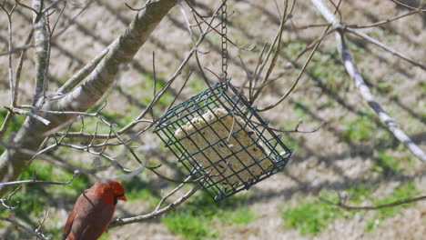 male northern cardinal checking out a suet bird-feeder during later-winter in south carolina. slow motion. clip f