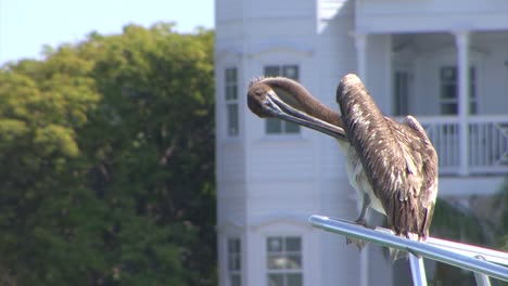 pelican sitting on a yacht and grooming himself in key west, florida, usa