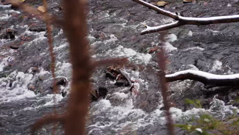 rapids in wissahickon creek