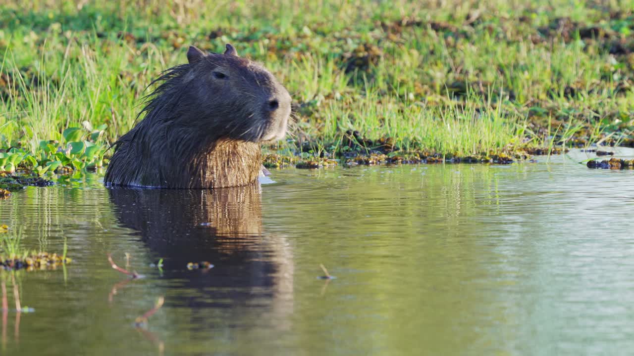 Sliten kapybara, Hydrochoerus hydrochaeris, som slapper av i sumpen, svømmer sakte mot høyre med vakker solrefleksjon på vannoverflaten ved Ibera-våtmarkene, Pantanal naturregion